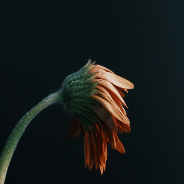 Saudade
