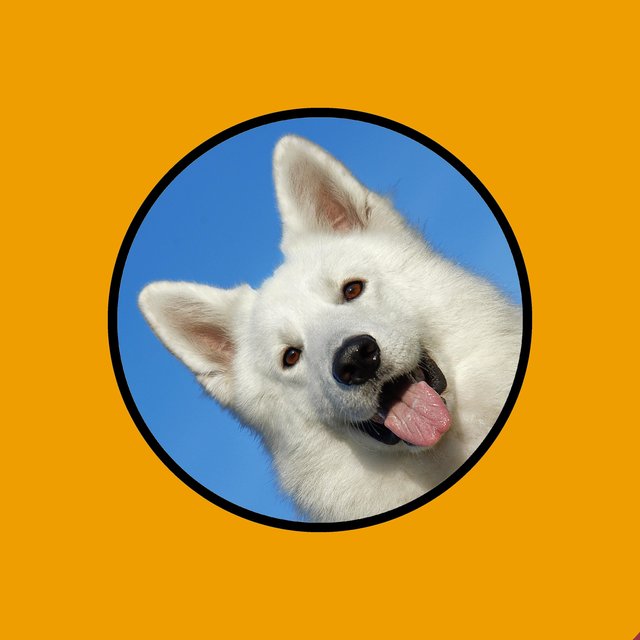 Music for Dogs