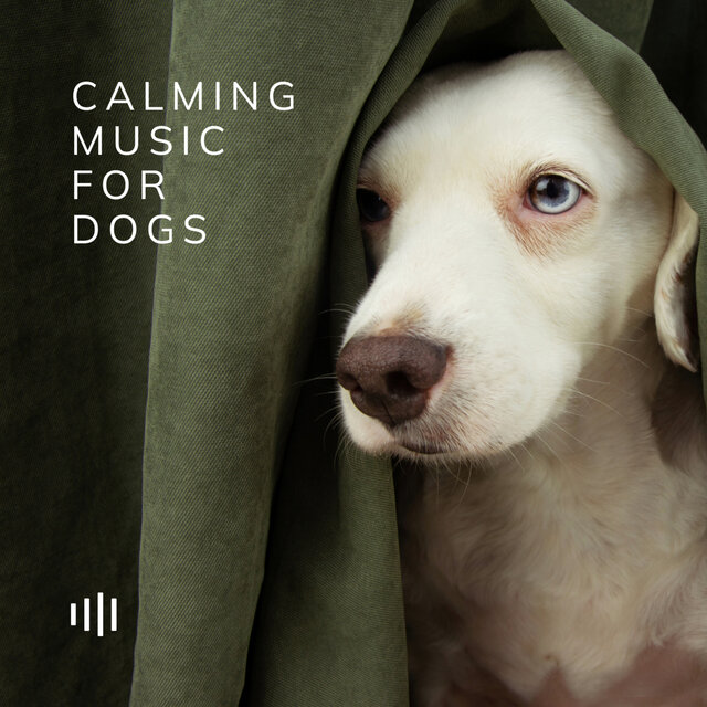 Calming Music For Dogs