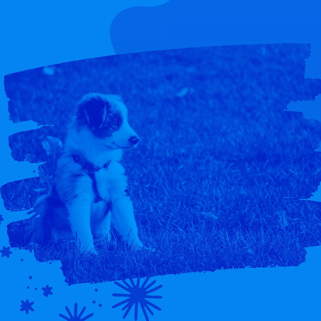 Background Music for Calming Dogs