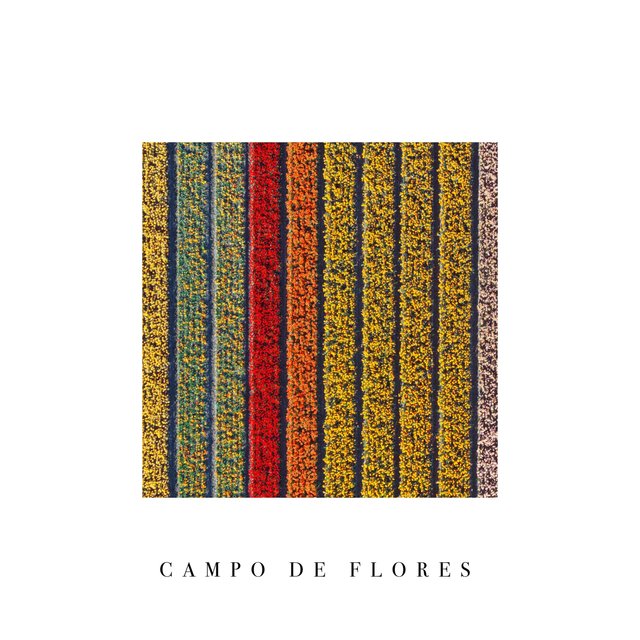 Campo de Flores