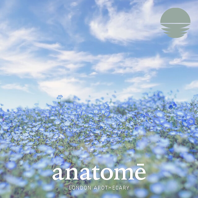 Blue Chamomile