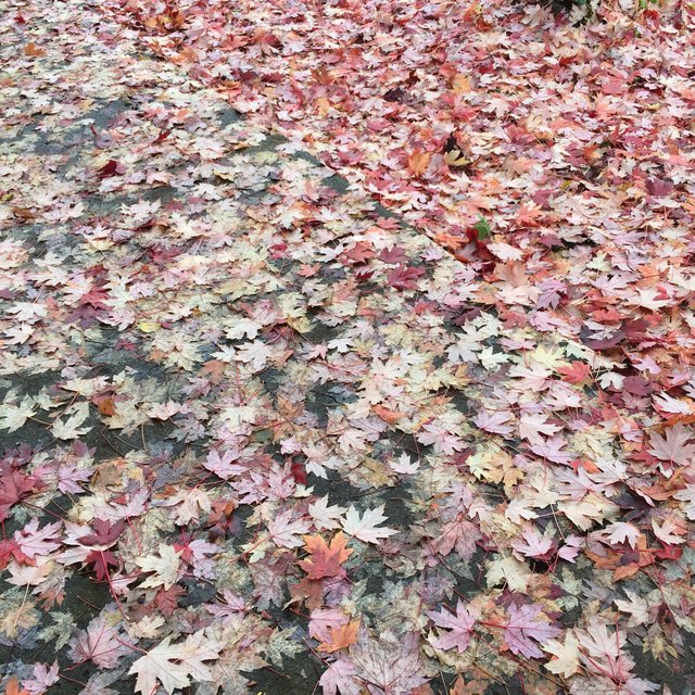 leaves on the ground