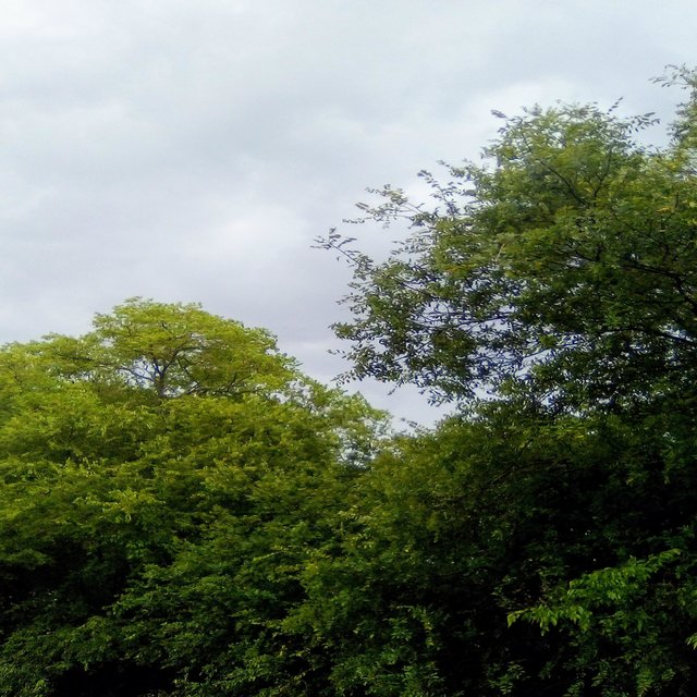 Arboretum
