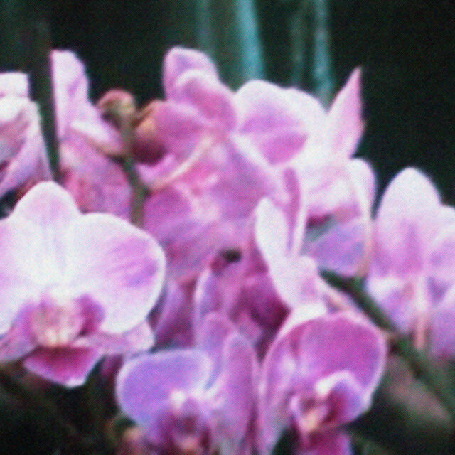 Mala Hierba