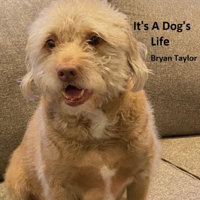 IT'S A DOG'S LIFE