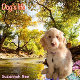 Dog's life