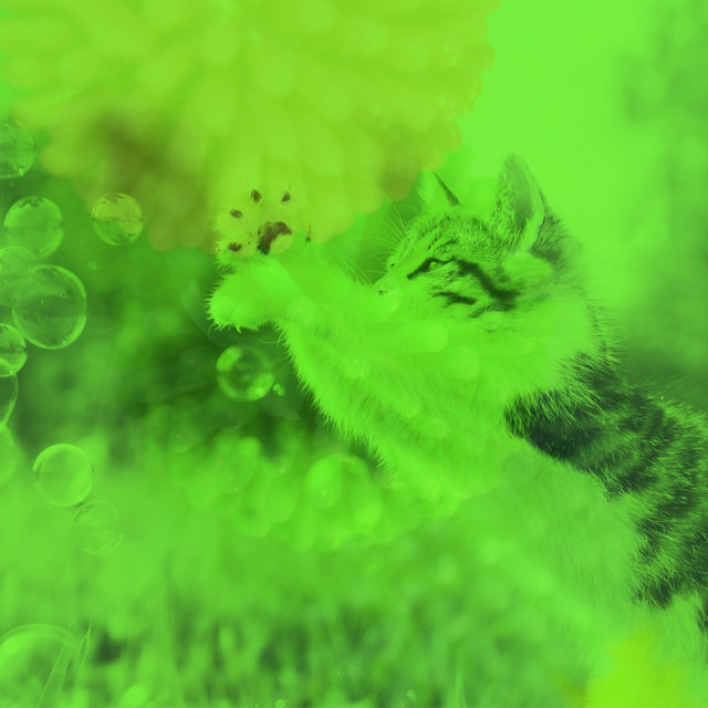 (Trumpet and Alto Saxophone) Music for Friendly Cats