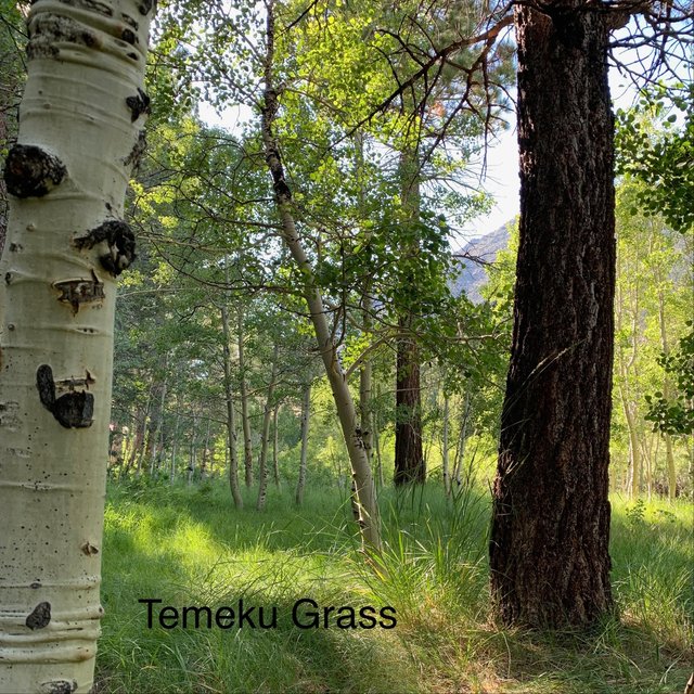 Temeku Grass