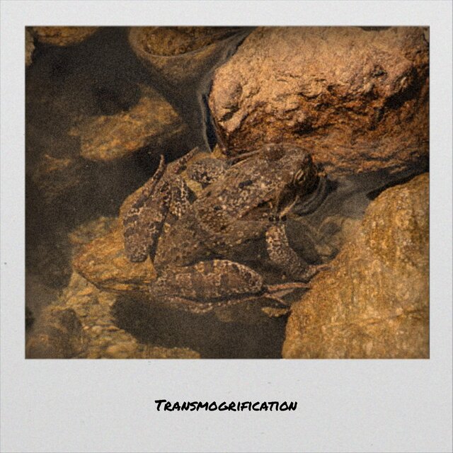 Transmogrification