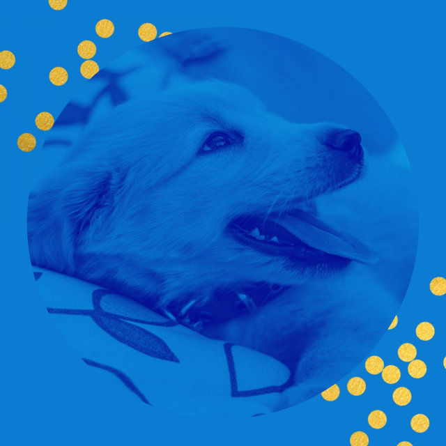 Music for Calming Your Dog - Number One Acoustic Guitar