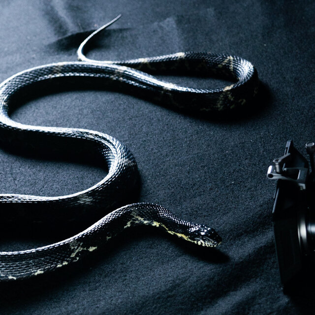 cobra!