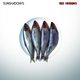 Cover art for album Red Herring by Sunshadows