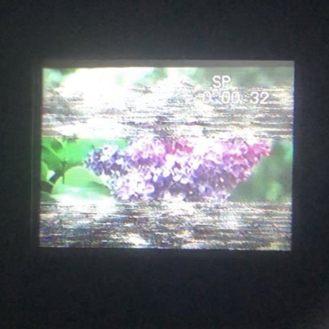 Lilac and Sleep.