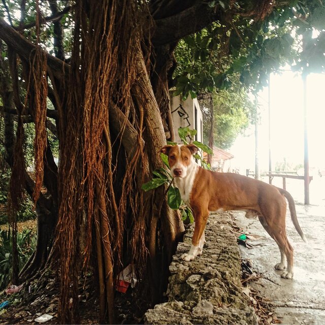 Man's Best Friend (A Dogs Song)