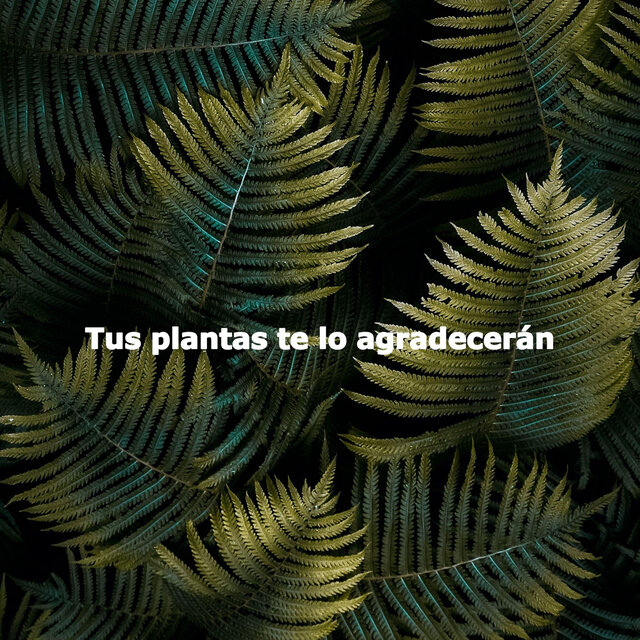 Tus plantas te lo agradecerán