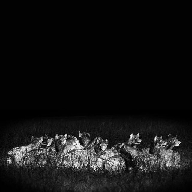 The Hyena Lies Heavy