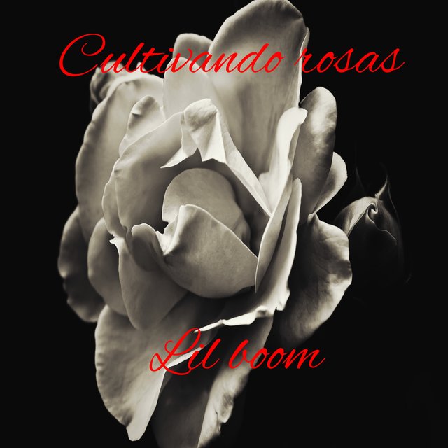 Cultivando rosas (2022 Remastered Version)