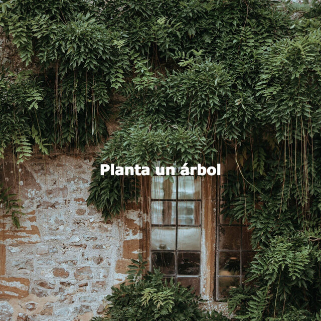 Planta un árbol