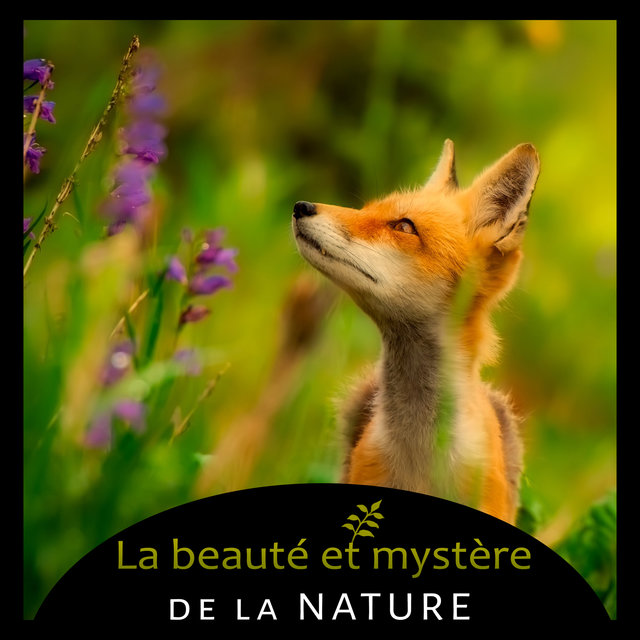 La beauté et mystère de la nature - Oiseaux forestier, Cascade de nature exotique, L'ocean calme, Pluie tropicale