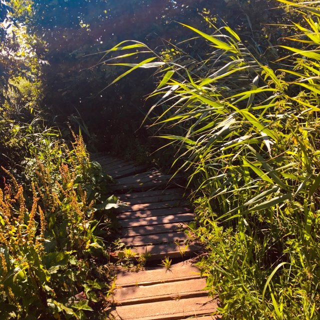 Cover art for album  by Wunchieff