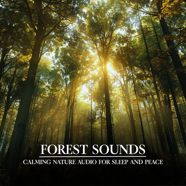 Forest Sounds Calming Nature Audio for Sleep and Peace