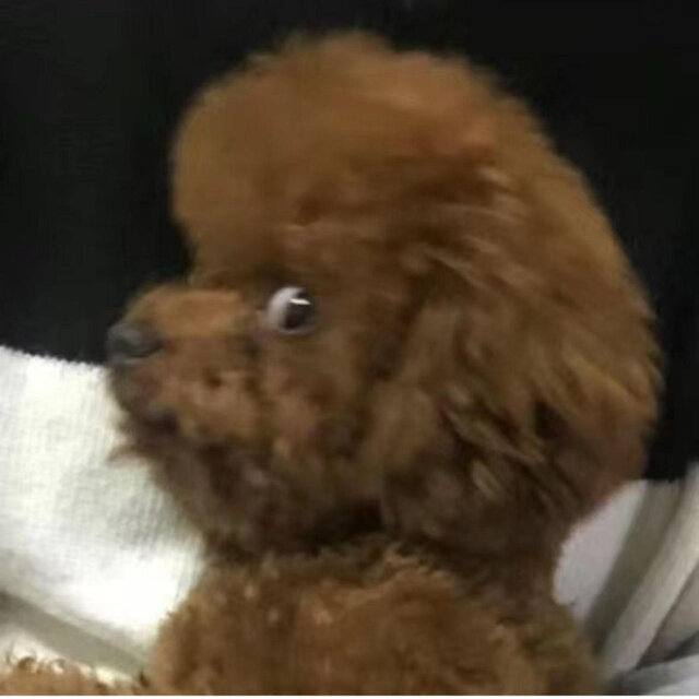 泰迪