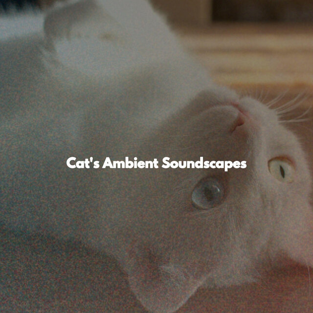 Cat's Ambient Soundscapes