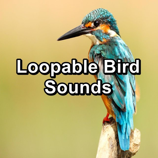 Loopable Bird Sounds