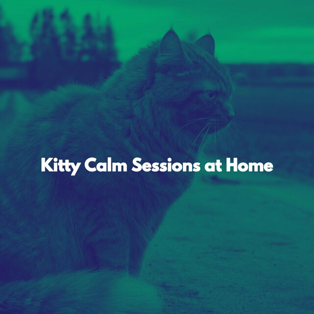 Kitty Calm Sessions at Home