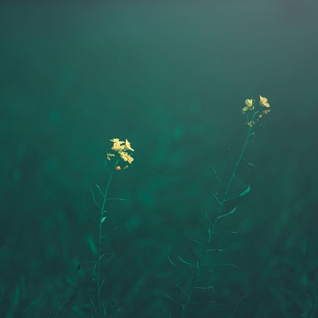 silent dreamer