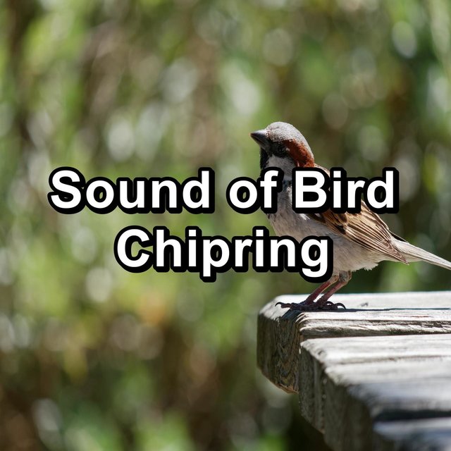 Sound of Bird Chipring