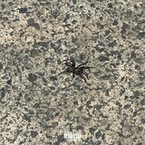 bottomline (feat. Teether, N01 & cousin temi) (bonus)