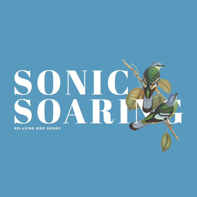 Sonic Soaring