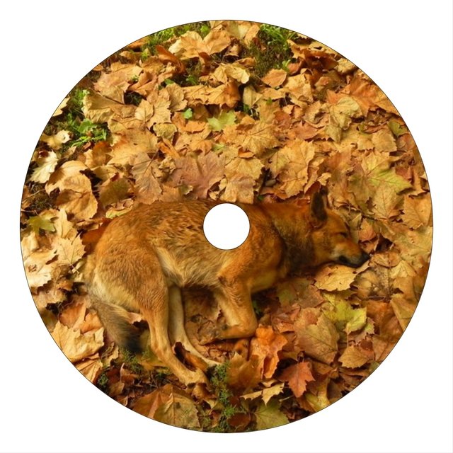 Song For Dogs EP