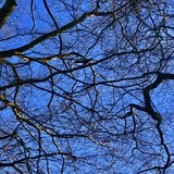 Tenterden Birds