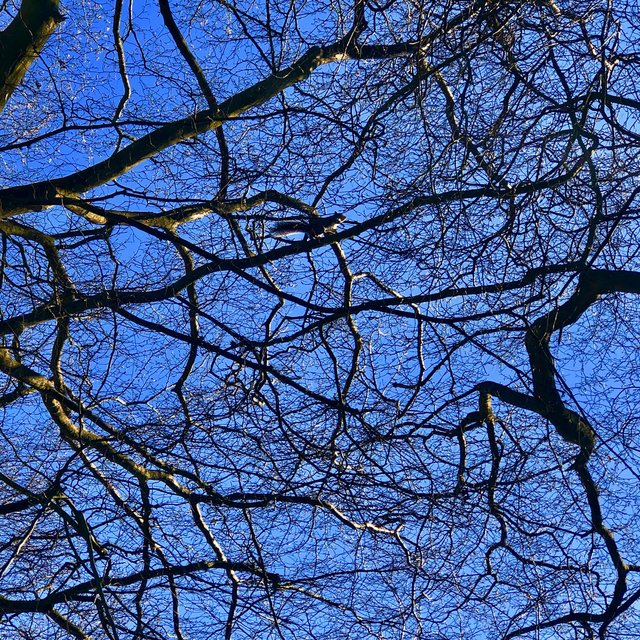 Tenterden Birds