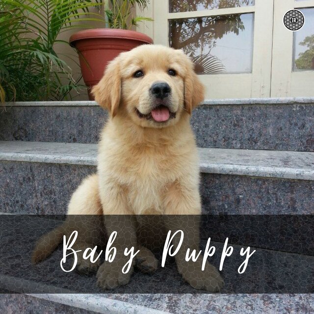 Baby Puppy