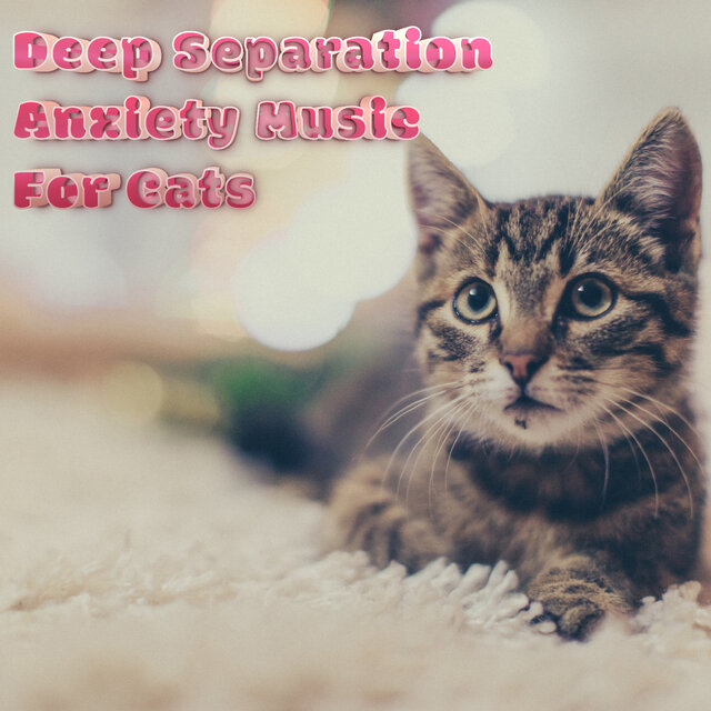 Anxiety & Stress Relief Music For Cats