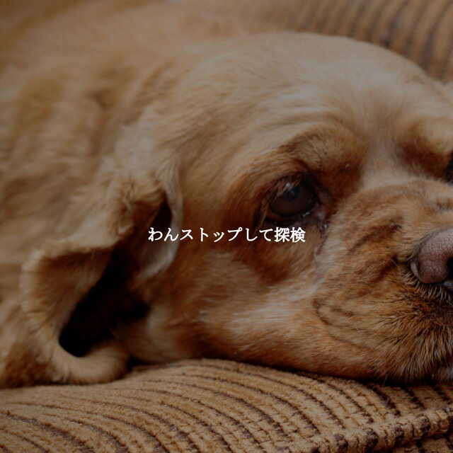 わんストップして探検