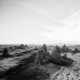 Cover art for album Daear by LTO