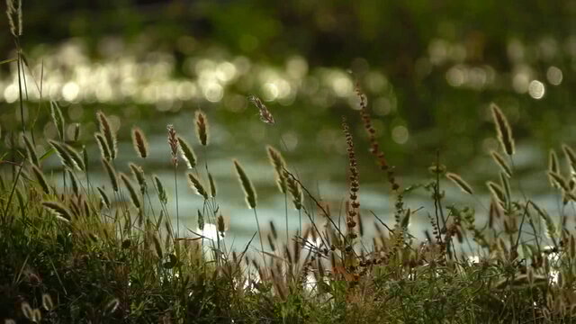 By the Lake with You