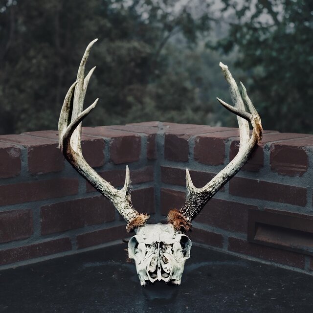 Bag of Bones