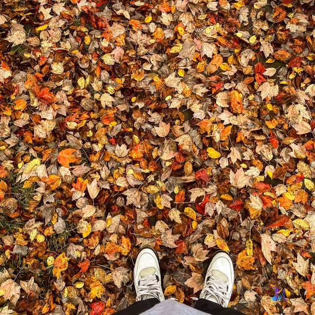 Fall '20