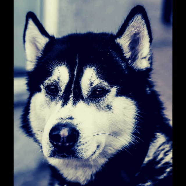 Background Music - Resting Puppies