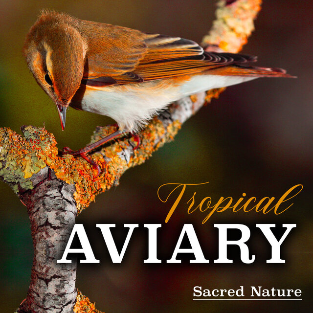 Tropical Aviary