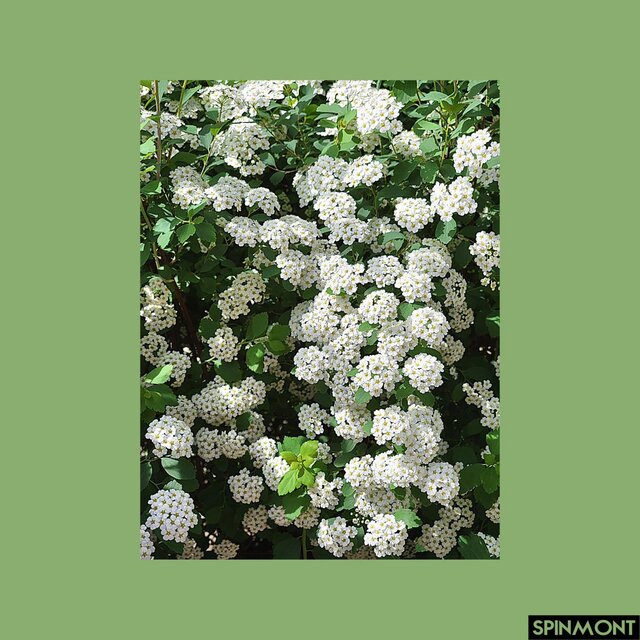 Hydrangea