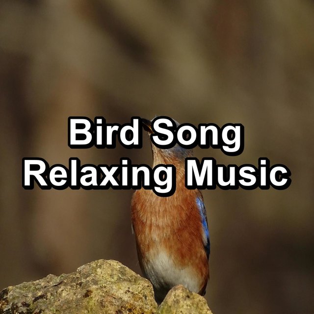 Bird Song Relaxing Music