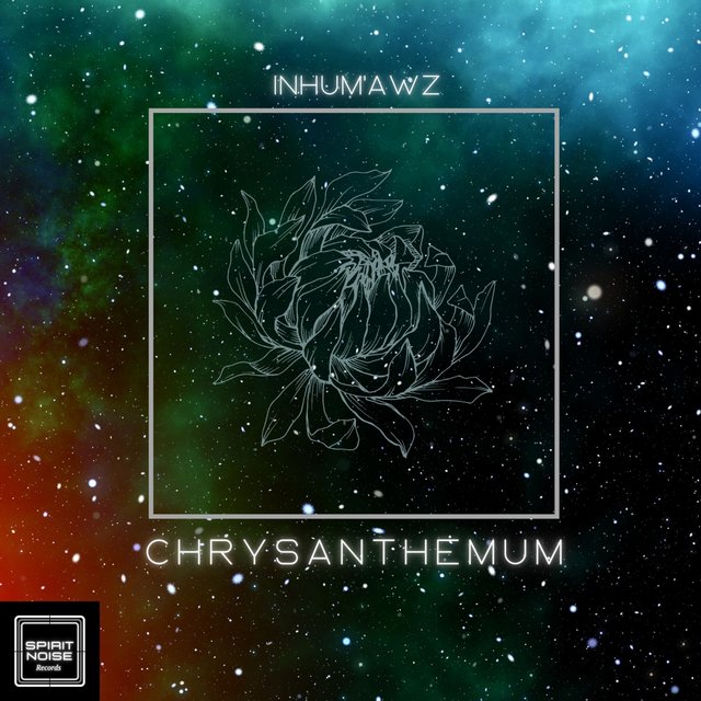 Chrysanthemum