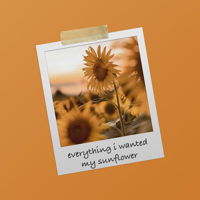 my sunflower
